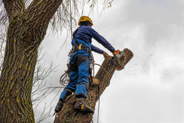 Large Tree Removal in Marion, VA